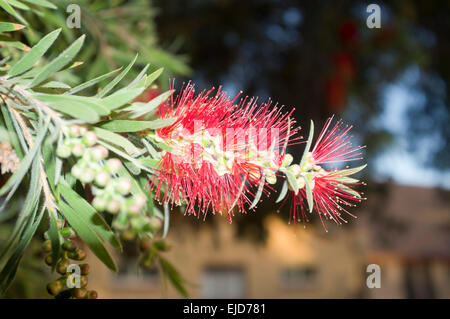 Adelaide,Australia. 24th March 2015. Colorful native  Australian Bottlebrush flowers in bloom Stock Photo