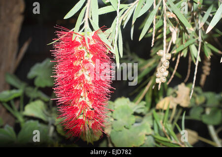 Adelaide,Australia. 24th March 2015. Colorful native  Australian Bottlebrush flowers in bloom Stock Photo