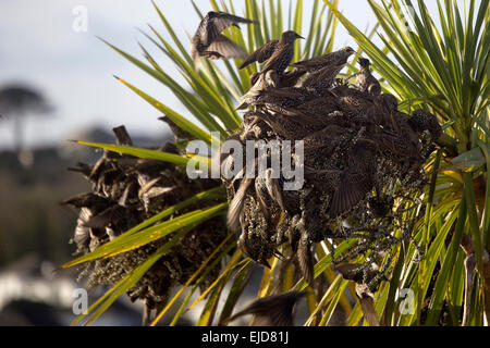 A feeding frenzy of Starlings on cornish palm fruits, Penzance, Cornwall, England, UK. Stock Photo