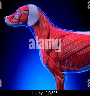 Dog Muscles Anatomy - Anatomy of a Male Dog Muscles Stock Photo