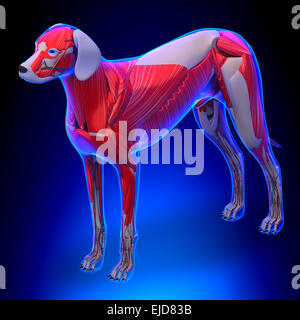 Dog Muscles Anatomy - Anatomy of a Male Dog Muscles Stock Photo