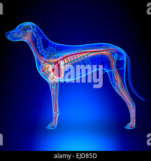 Dog Heart - Anatomy of Circulatory System isolated on Black Stock Photo ...