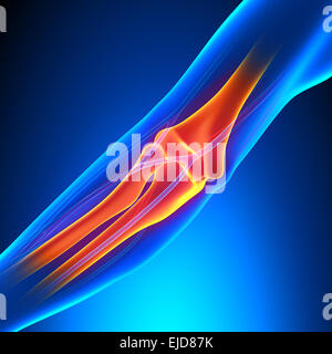 Elbow Joint Anatomy - Detailed with Circulatory System Stock Photo