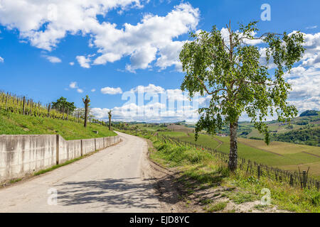 Tree and rural road among green vineyards under blue sky with white clouds in spring in Piedmont, Northern Italy. Stock Photo