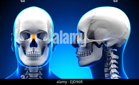 Male Nasal Bone Skull Anatomy - isolated on white Stock Photo - Alamy