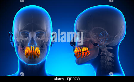 Female Teeth Dental Anatomy - blue concept Stock Photo