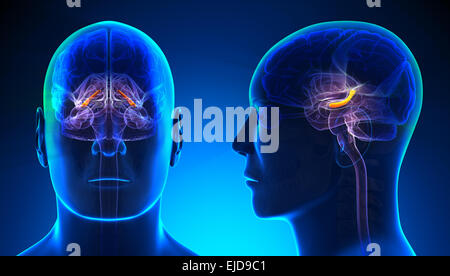 Male Hippocampus Brain Anatomy - blue concept Stock Photo