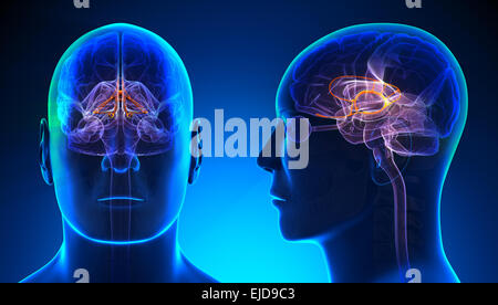 Male Limbic System Brain Anatomy - blue concept Stock Photo