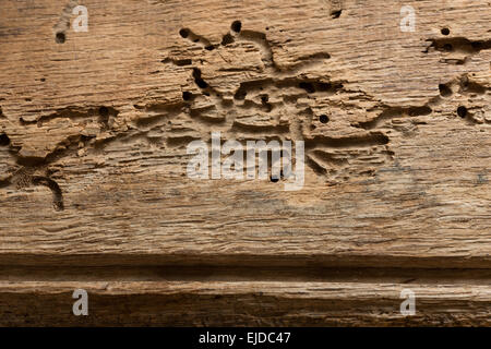 Death watch furniture beetle in mature seasoned oak timber beam with exit holes and branching side passages Stock Photo