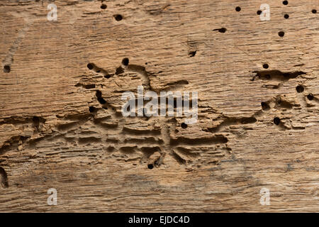 Death watch furniture beetle in mature seasoned oak timber beam with exit holes and branching side passages Stock Photo