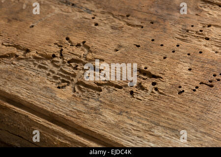 Death watch furniture beetle in mature seasoned oak timber beam with exit holes and branching side passages Stock Photo