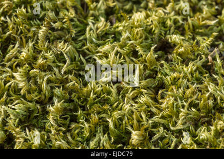 close up pattern detail from dried up moss curled up and shriveling up to preserve itself waiting for rain on ken rag stone Stock Photo