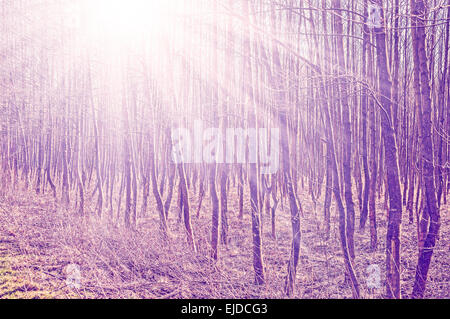 Vintage filtered photo of trees with sun beams. Stock Photo