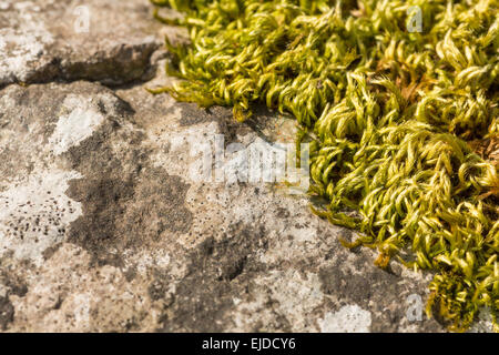 close up pattern detail from dried up moss curled up and shriveling up to preserve itself waiting for rain on ken rag stone Stock Photo