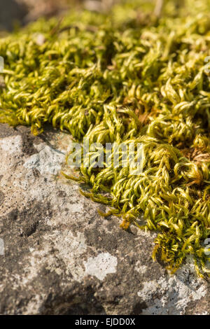 close up pattern detail from dried up moss curled up and shriveling up to preserve itself waiting for rain on ken rag stone Stock Photo