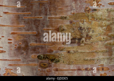 detail of cork cambium and lenticels in surface of birch tree with elongated Stock Photo