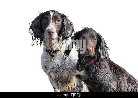 a working type english springer and cocker spaniels sat together on a sandy beach Stock Photo
