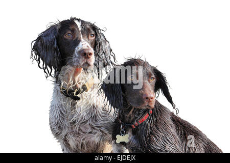 a working type english springer and cocker spaniels sat together Stock Photo