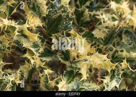 over prickly silver variegated holly leave genetic mutation with prickles on edge and surface of leaf a bush to deter buglers Stock Photo
