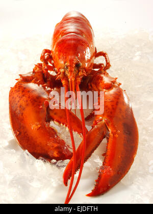 fresh whole cooked lobster on crushed ice Stock Photo