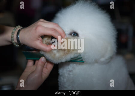 A small white bichon frise dog being groomed by a professional using special products and making its coat clean and fluffy
