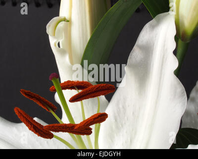 Close up of open white lily flower against a black background Stock Photo