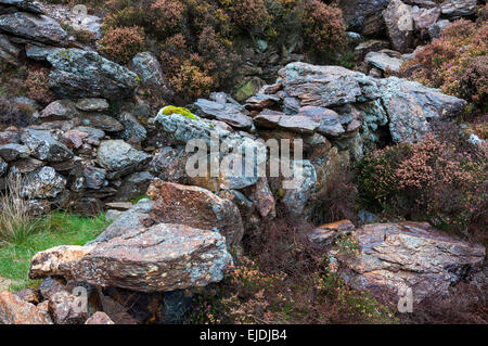 Rough stone walls covered in colourful lichens, mosses and heather. On the hills of Snowdonia. Stock Photo