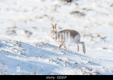 Mountain hare (Lepus timidus), sometimes known as the blue or variable hare. Stock Photo