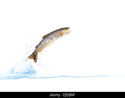 jumping out from water on white background trout Stock Photo