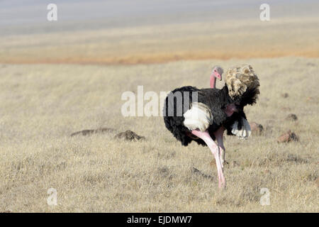 Male Common Ostrich (Struthio camelus) cleaning his tail feathers, Ngorongoro national park, Tanzania. Stock Photo