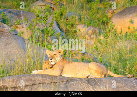African Lion (Panthera leo) mother and cub, lying on a rock in early morning light, Serengeti national park, Tanzania. Stock Photo