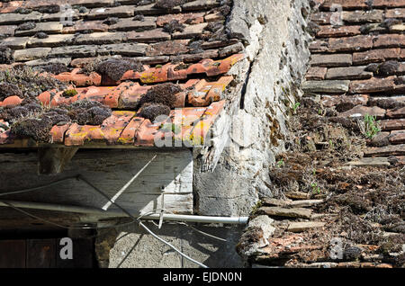 Thyme, sedums, mosses, and lichens growing on an old tile roof in Burgundy, France. Stock Photo