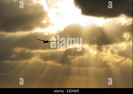 The suns rays break through the clouds as a single soul soars by. Stock Photo