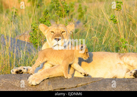 African Lion (Panthera leo) mother and cub, lying and playing on rock in morning light, mother looking at camera, Serengeti Stock Photo