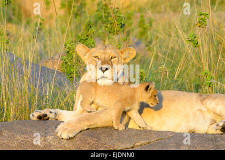 African Lion (Panthera leo) mother and cub, lying and playing on rock in morning light, mother looking at camera, Serengeti