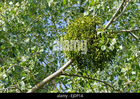 Mistletoe (Viscum album) growing on a Lime tree (Tilia sp.) in Burgundy, France. Stock Photo