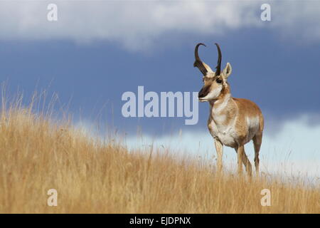 Pronghorn antelope, Antilocapra americana, in great plains prairie grassland habitat with dramatic dark blue stormy skies Stock Photo