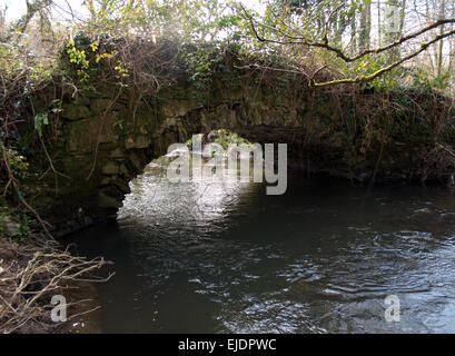 River flowing under an old overgrown stone bridge, Bishop's Tawton, Devon, UK Stock Photo