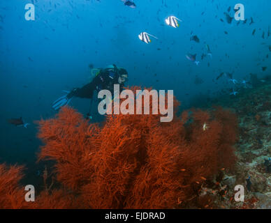 Female scuba diver surrounded by reef fish swims over large orange sea fan in the Maldives. Stock Photo