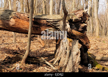 Huge Fallen tree in forest Stock Photo