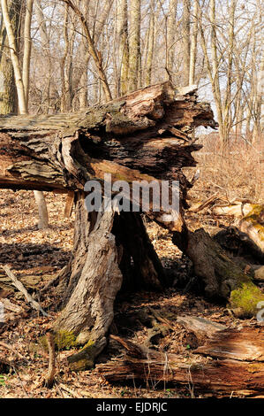 Huge Fallen tree in forest Stock Photo