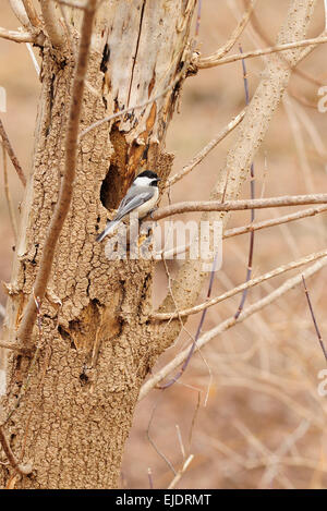 Black Capped Chickadee hollowing out a nest in tree trunk. Stock Photo