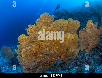 Large yellow gorgonian sea fans on wall reef with scuba divers in background. Spratly Isands, South China Sea.