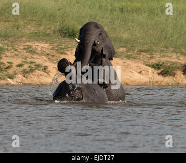 Big male elephant with long trunk close up in Etosha National Park