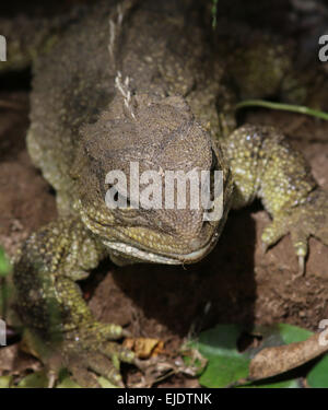 Tuatara at Zealandia, Wellington, a reptile endemic New Zealand Stock Photo