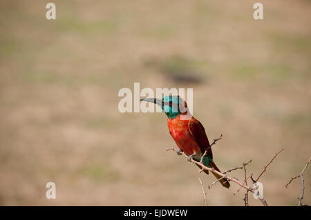 Carmine Bee-eater perched on branch Stock Photo