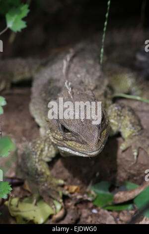 Tuatara at Zealandia, Wellington, a reptile endemic New Zealand Stock Photo