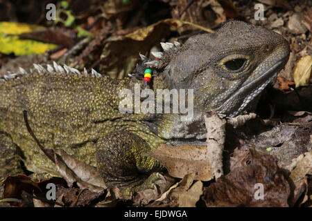 Tuatara at Zealandia, Wellington, a reptile endemic New Zealand Stock Photo