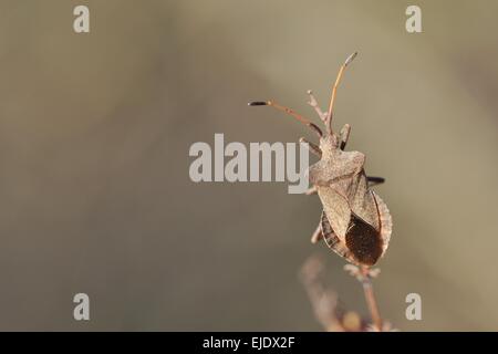 Brown Squash Bug - Dock Leaf Bug (Coreus marginatus - Cimex marginatus - Mesocerus marginatus) on stem Provence - France Stock Photo