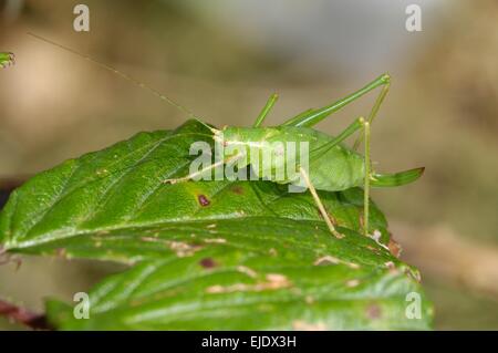 Speckled bush-cricket (Letophyes punctassima) on blackberry leaf in summer Stock Photo